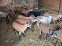 Cameroonian rams for sale