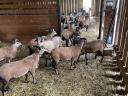 Cameroonian rams for sale