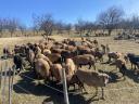 Cameroonian rams for sale