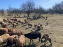 Cameroonian rams for sale