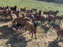 Cameroonian rams for sale