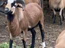 Cameroonian rams for sale
