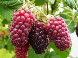 Szedermálna 'Tayberry