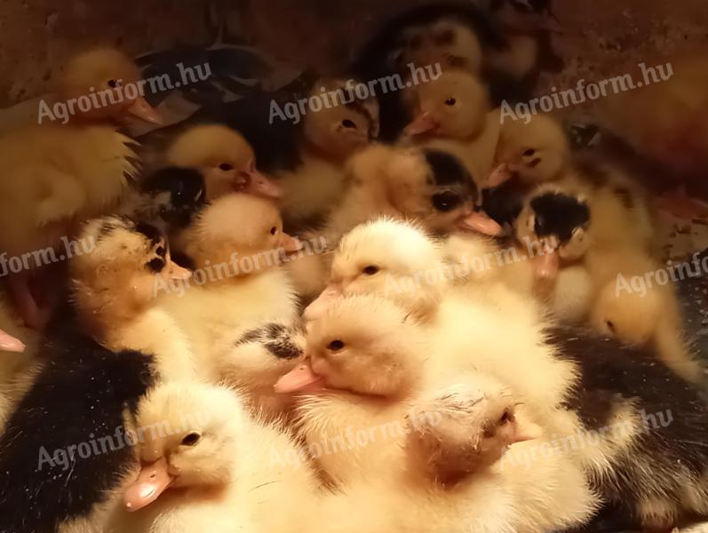 Duck, Hungarian duck