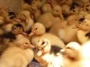 Duck, Hungarian duck