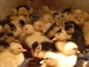 Duck, Hungarian duck