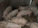 Mastschweine zu verkaufen