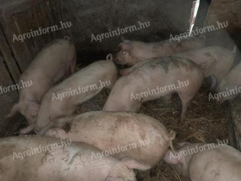Mastschweine zu verkaufen