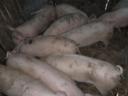 Mastschweine zu verkaufen