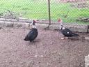 Gizzard shanks for sale