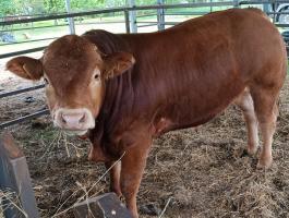 Limousin tenyészbika
