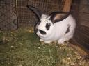 Active rabbit for sale