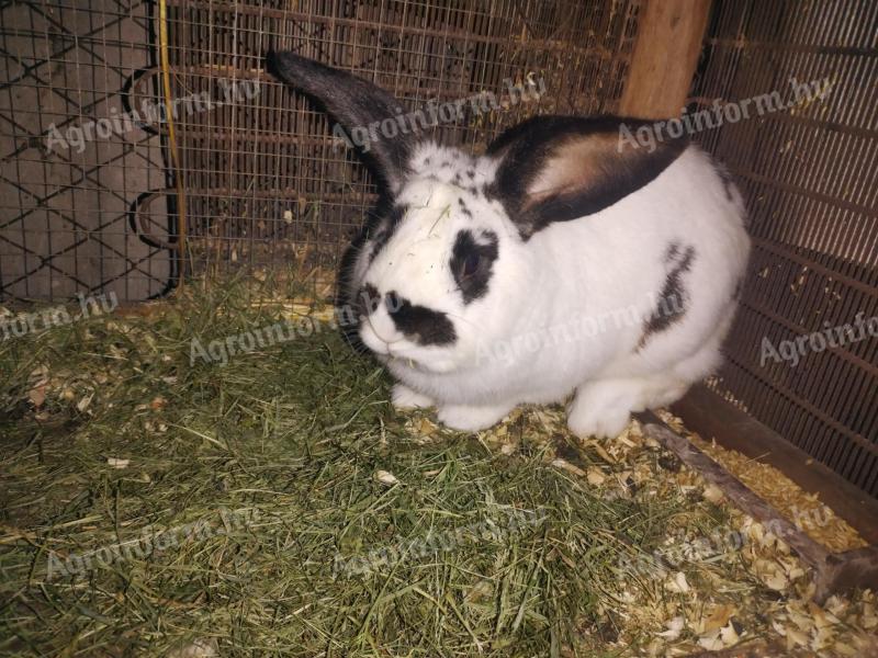 Active rabbit for sale