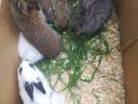 Active rabbit for sale