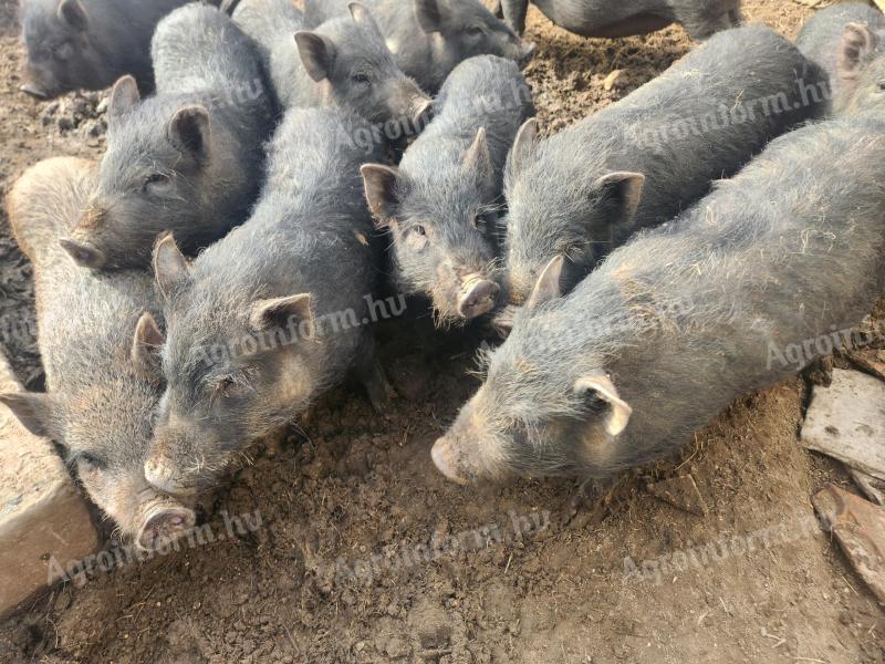 Hängebauchferkel