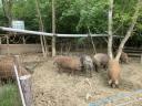 Mangalica, mangalica-duroc výkrmny na prodej