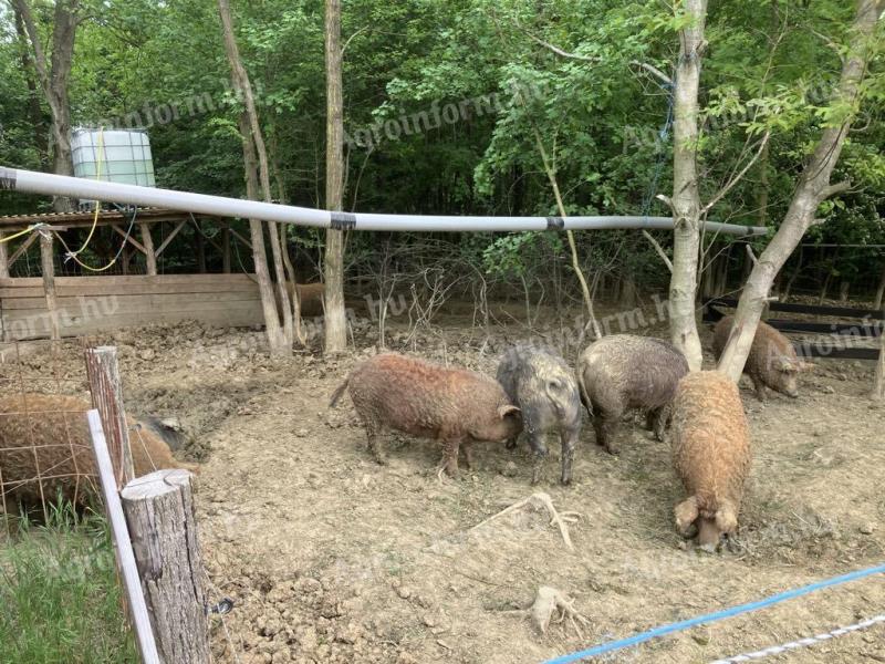 Mangalica, mangalica-duroc výkrmny na prodej