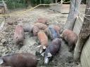 Mangalica, mangalica-duroc výkrmny na prodej