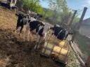 11 holstein fríz növendék bika