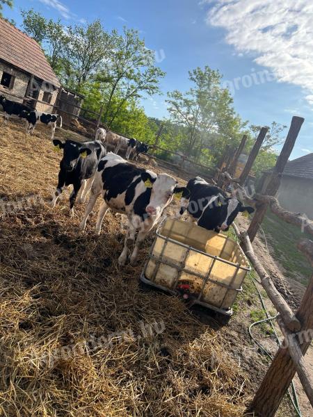 11 holstein fríz növendék bika