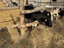 11 holstein fríz növendék bika