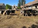 11 holstein fríz növendék bika