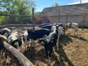 11 holstein fríz növendék bika