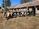 11 holstein fríz növendék bika