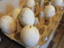 Goose eggs would roll on
