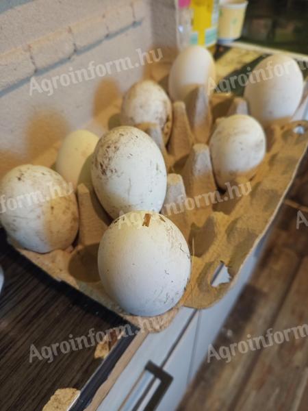Goose eggs would roll on