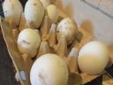 Goose eggs would roll on