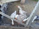 Goose eggs would roll on