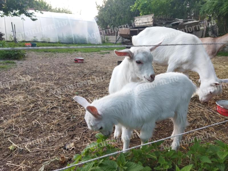 Little ones