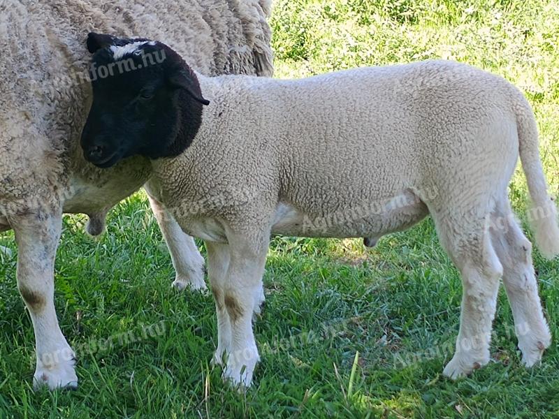 Berbeci Dorper de vânzare