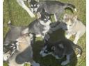 Hasky puppy