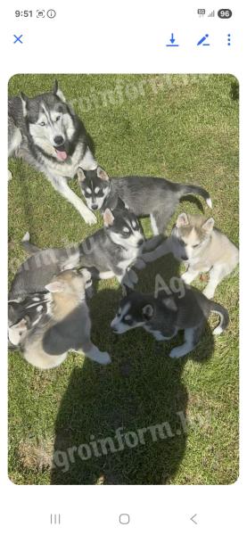 Hasky puppy