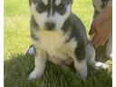 Hasky puppy