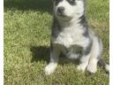Hasky puppy