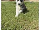 Hasky puppy