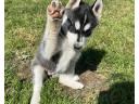 Hasky puppy