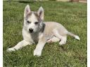 Hasky puppy