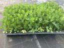 Celery palette