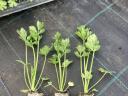 Celery palette