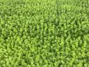 Celery palette