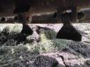 Kuhn 280 cm hammer crusher and Omarv 260 cm