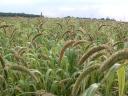 Mohar metal sealed, unstapled seed available
