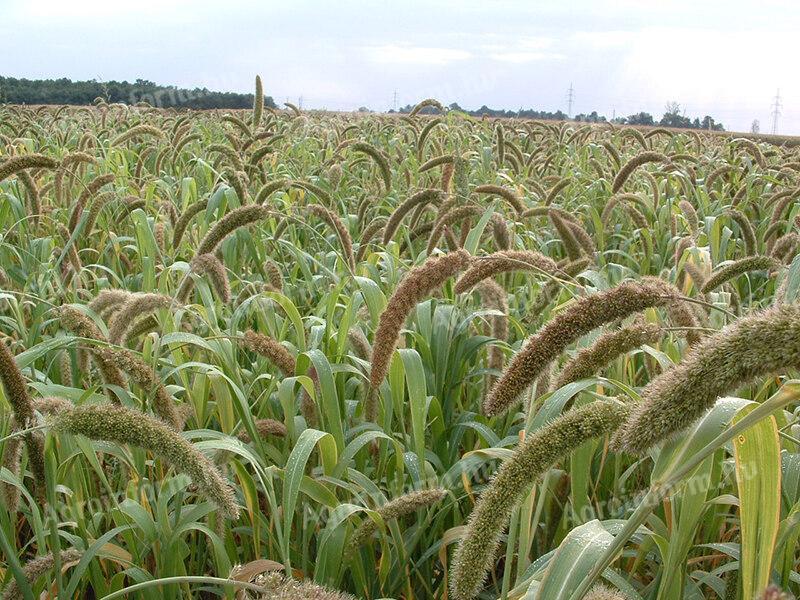 Mohar metal sealed, unstapled seed available