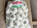 Frischer grüner gehackter Knoblauch