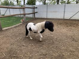 Mini Shetland póni