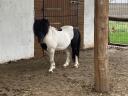 Mini-Shetlandpony